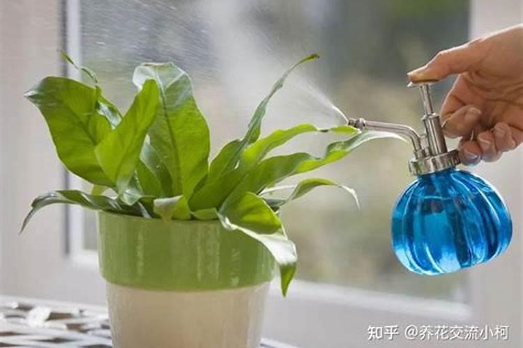 玫瑰花怎样种植