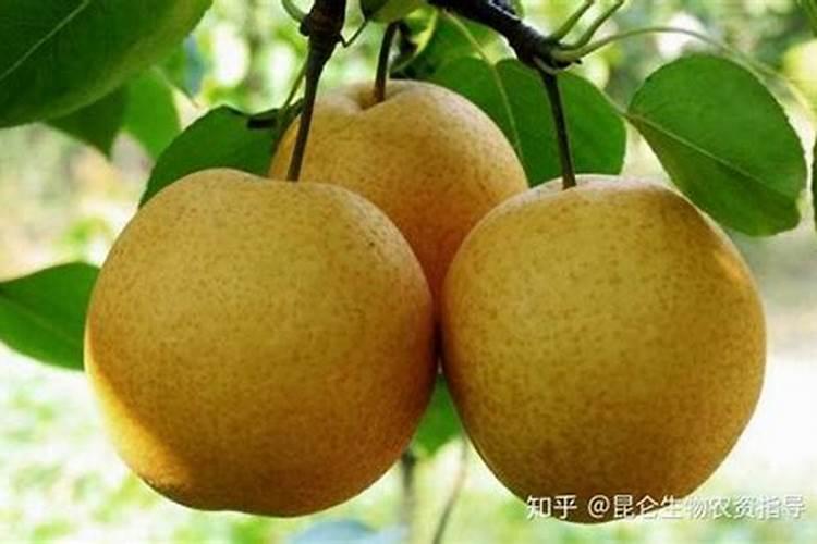 梨树膨果期用什么肥料