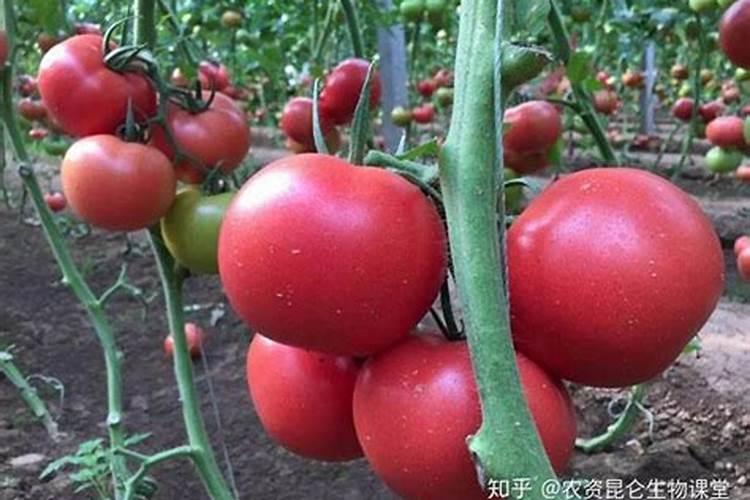 花使什么肥料叶子大(花卉用什么叶面肥)