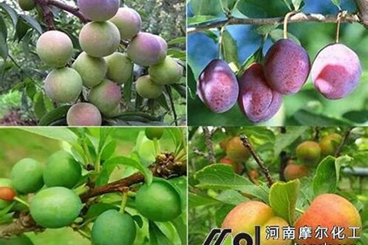 油菜硼肥的作用及使用方法