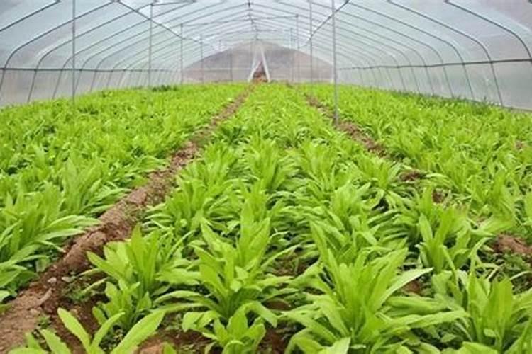 油菜施硼肥要注意什么