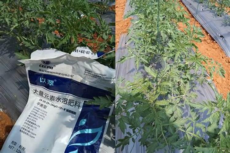 南瓜需要施什么肥料(一般种植南瓜什么时候施肥方法)