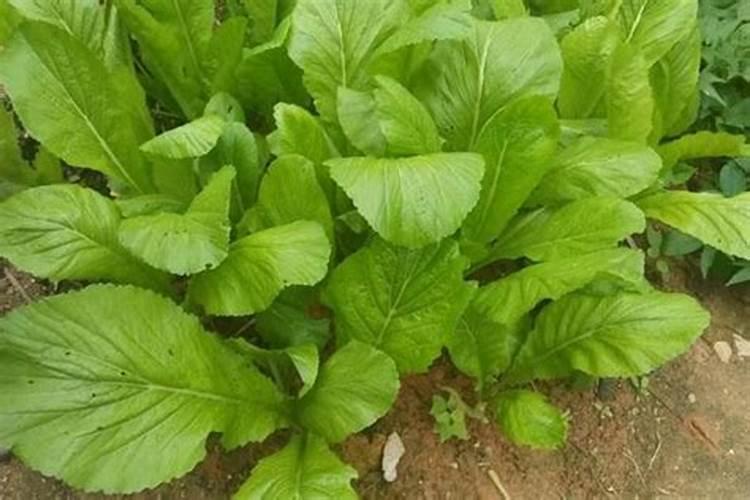 西梅果树苗南方可以种植吗？