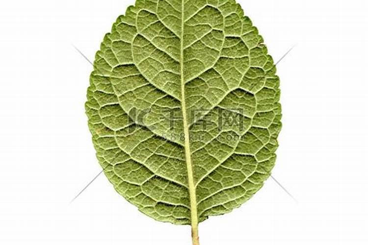 高产西梅需要掌握的种植技巧有哪些 西梅养殖方法总结