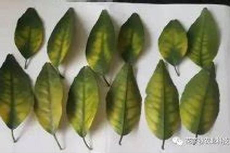 柑桔树缺镁的症状有哪些？为什么会缺镁？如何防治？
