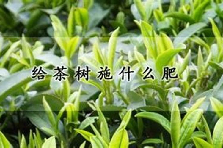 151515的复合肥,可以做茶树冬肥吗？