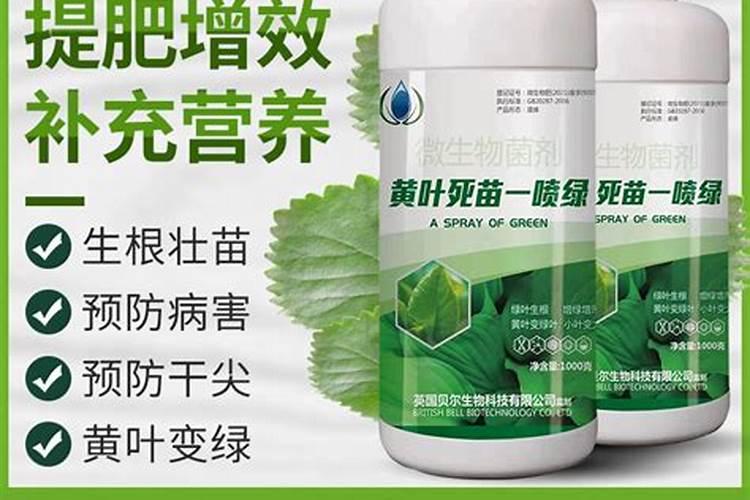 水培绿萝用什么肥料长得快