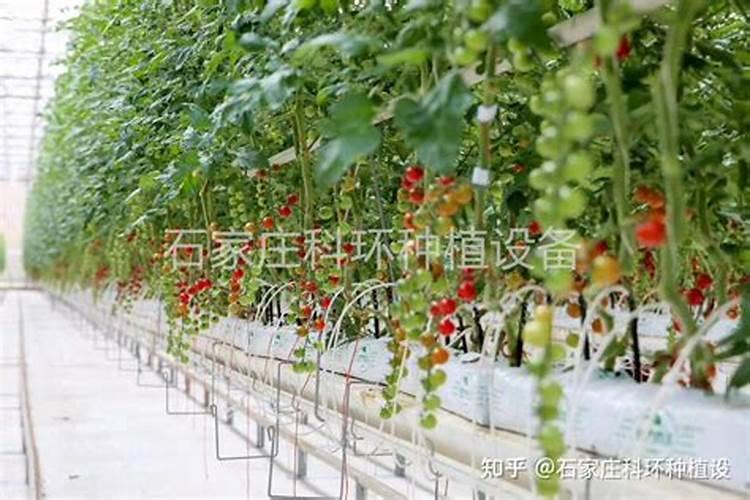 番茄喜欢什么肥料？如何管理才能苗壮果大产量高？