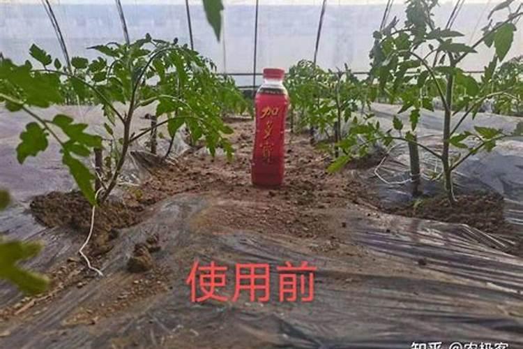 番茄苗期最需要什么肥料