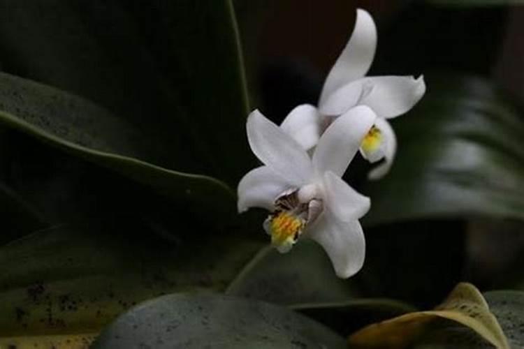 东北地区种植贝母用底肥不？