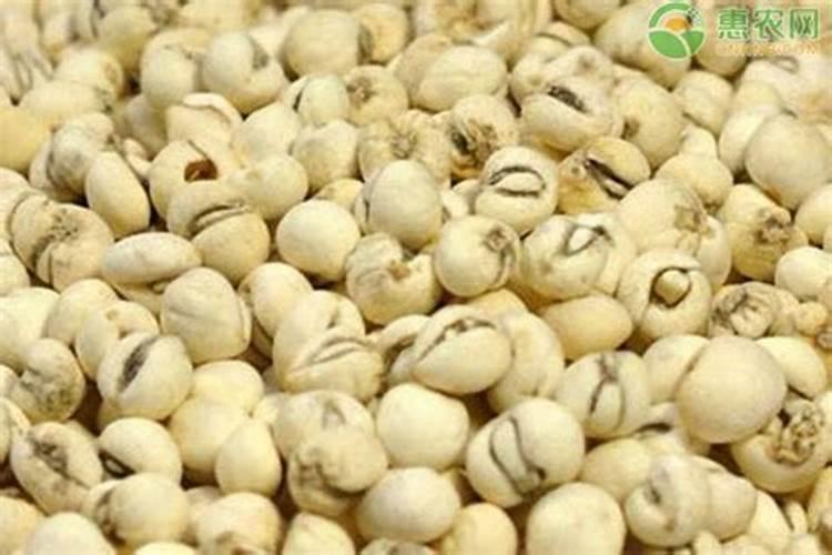 请问专家,川贝母种植有什么病虫害需要预防？
