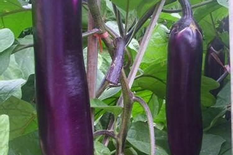 种茄子、番茄、辣椒,要想结果多、产量高,老菜农有哪些经验？