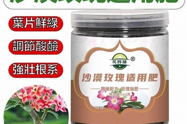 沙漠玫瑰即将开花该如何施肥