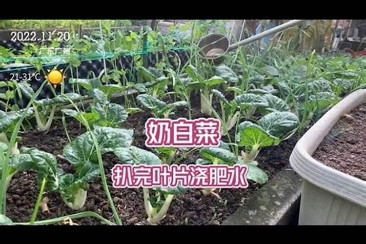 种植黄瓜使用喜满地水溶肥可以吗？