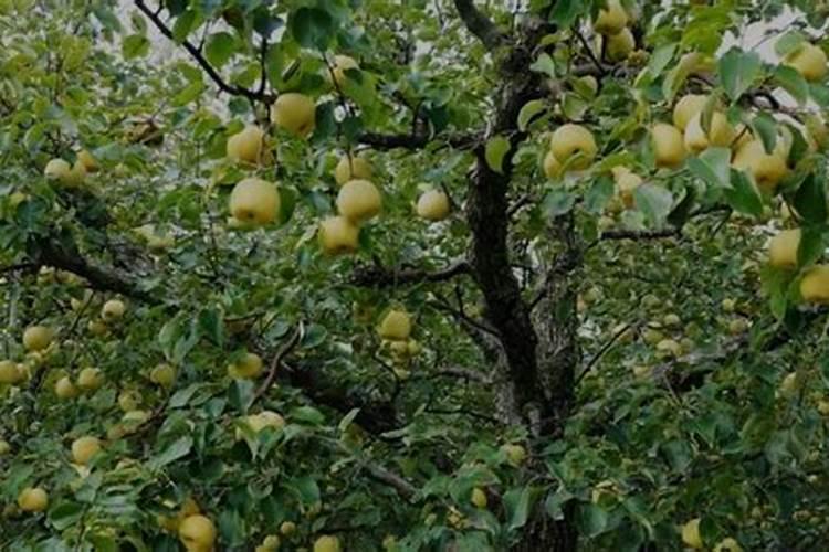 梨树夏季管理方法和要点整理 梨树养殖技巧有哪些