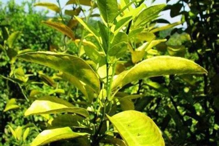 红薯该什么时候追肥？追肥该上哪些肥料？