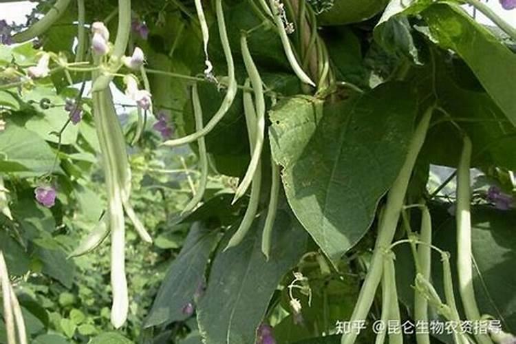 芸豆适合冲施什么元素的肥料