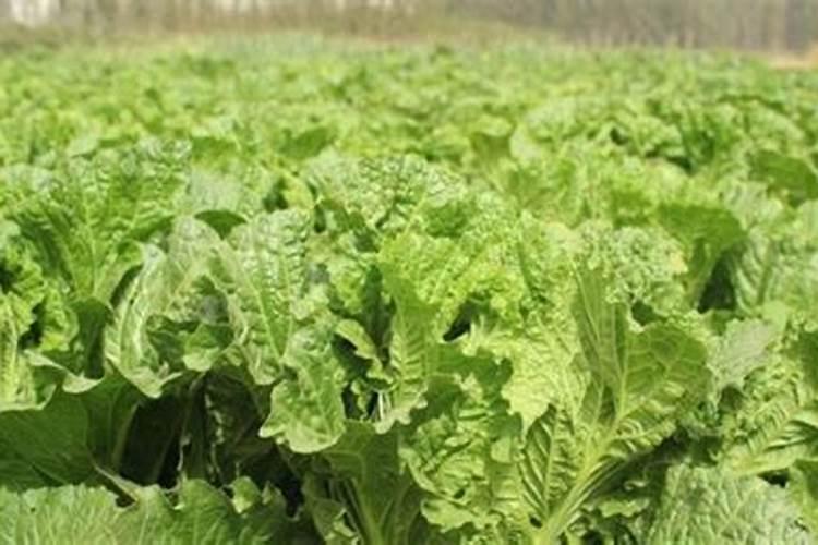 苦瓜是一种喜氮、钾型蔬菜,苦瓜施用氮钾肥的方法有哪些？