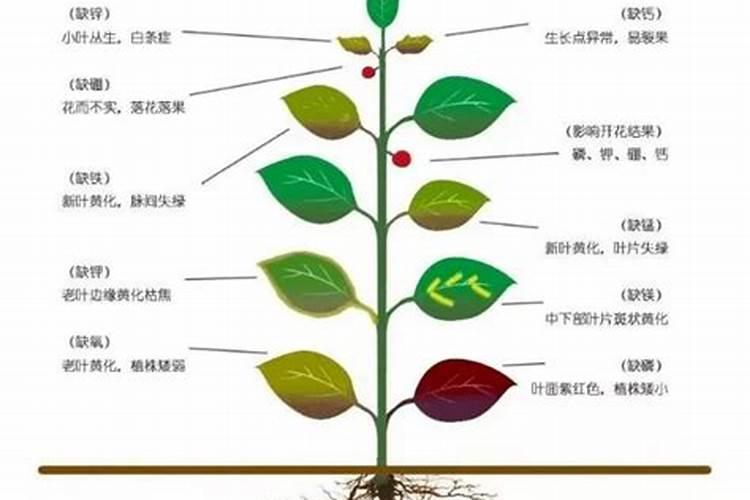 家庭养花常用肥料;适合各种花卉的肥料