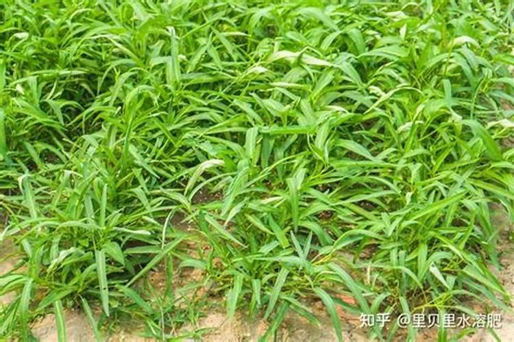 为什么有的冲施肥冲出的水,有冷有温火的,对植物根系有影响吗？