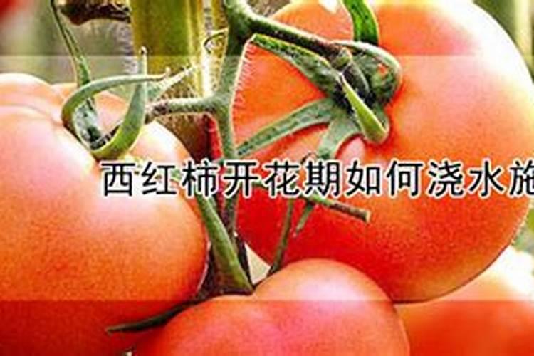 种玉米底肥用什么肥料好