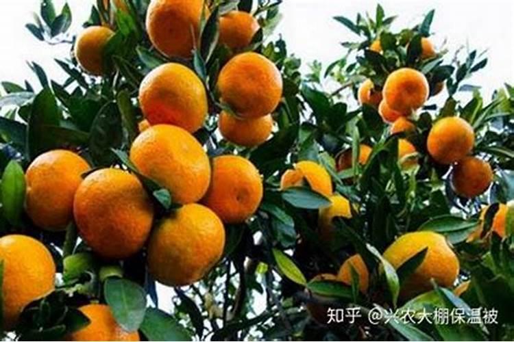 红薯怎么施肥能达到高产(种植扦插红薯高产追肥技术)