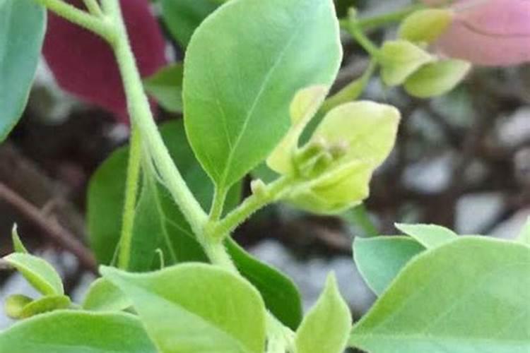 蝴蝶梅不开花怎么办