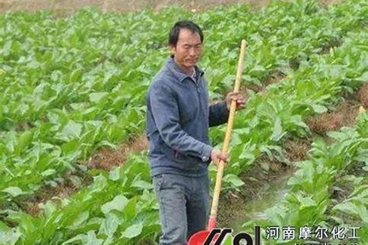 金正大奥磷丹复合肥三个十七的怎么样