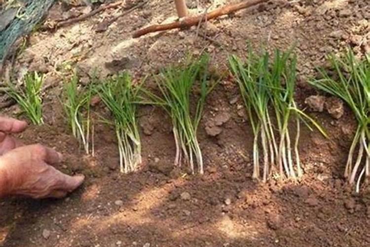 种植葡萄什么时候施肥合适 葡萄种植什么时候施肥合适