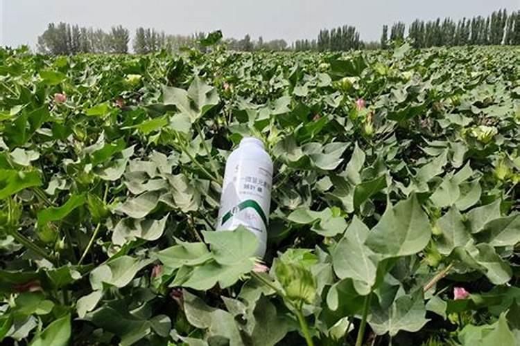 葡萄树在什么时候施肥最合适