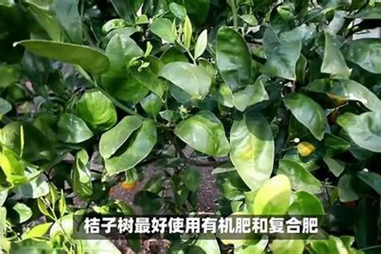 桔子树施什么肥才会甜