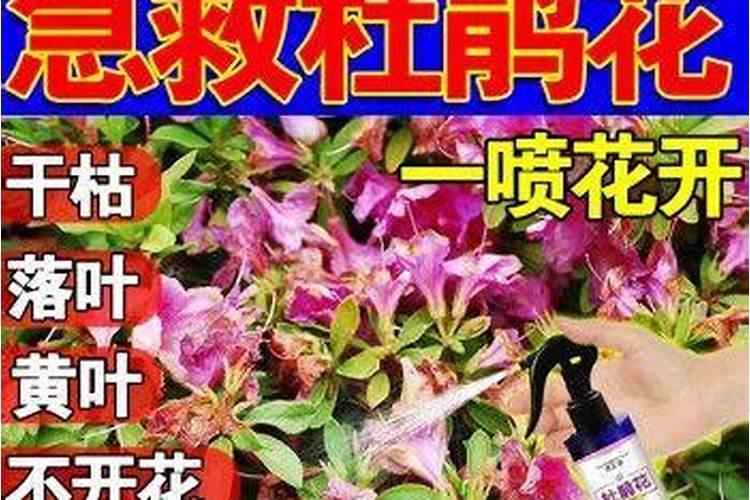 叶面肥喷施后几小时下雨不影响效果