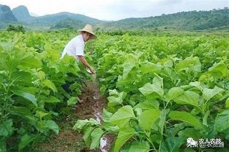 叶面肥几天能吸收干净