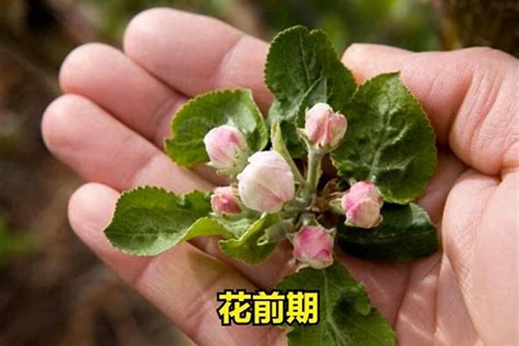 农家肥是什么肥料