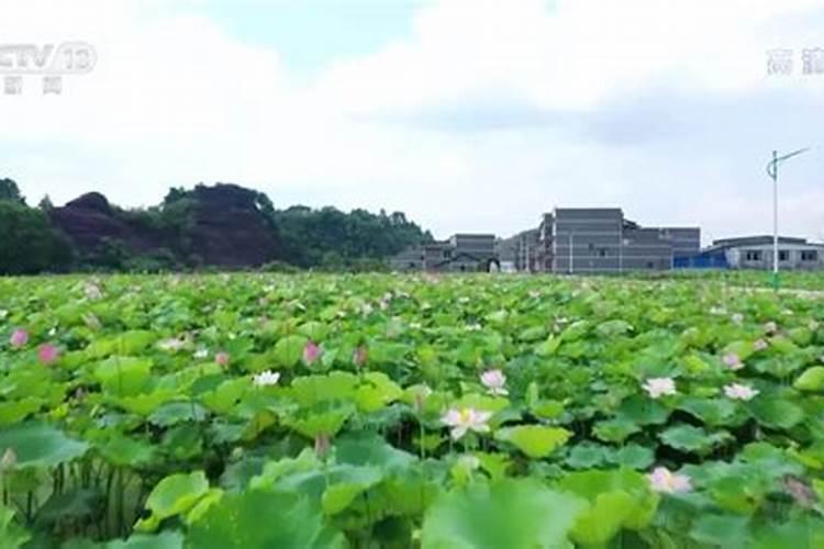湘莲荷叶枯边还烂根是怎么了？
