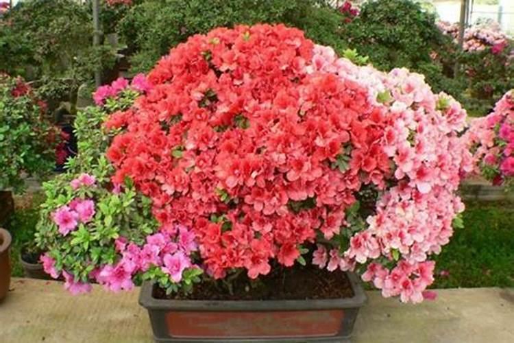 杜鹃花花期能施肥吗,杜鹃花什么时候施肥