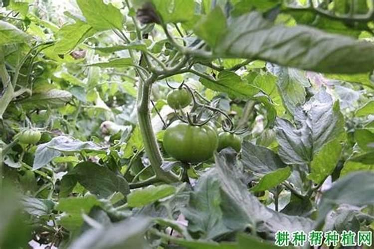 速溶硼哪个国家的比较好？