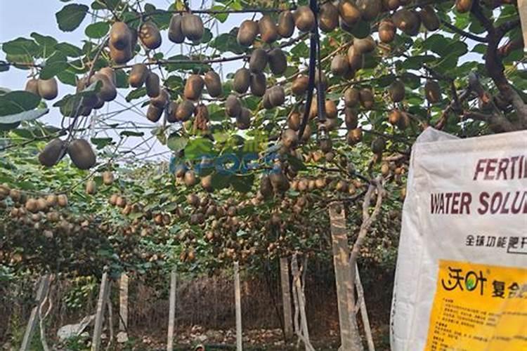 苹果树施什么肥料好？