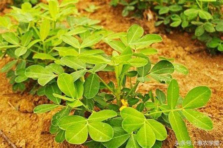 国内目前复合肥生产新型节能生产工艺有哪些？