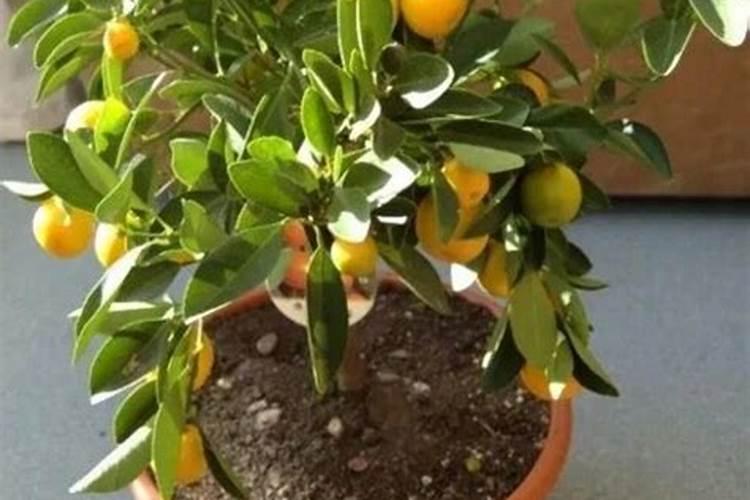 砂糖橘如何施肥 分享种植砂糖橘施肥技术经验