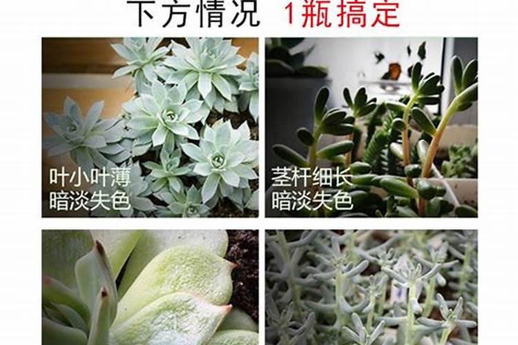 让多肉叶片肥厚施什么肥？
