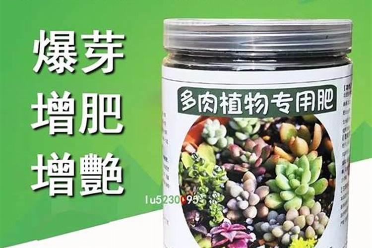 盆栽多肉植物施什么肥 该如何施肥