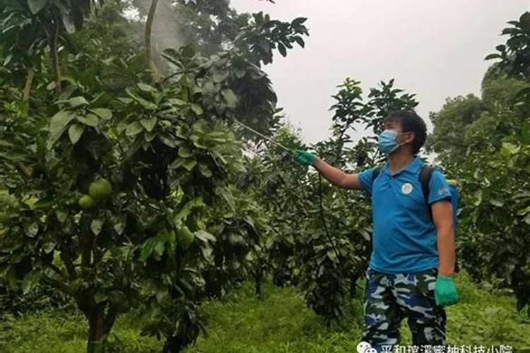 小番茄一亩地放多少斤硫酸镁为好？