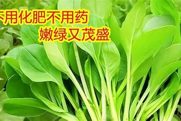 青菜在秋天种植的时候该怎么去施肥？一般施什么肥料？多久需要施肥一次...