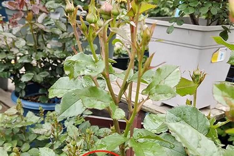 油菜移栽时间 油菜种植方法