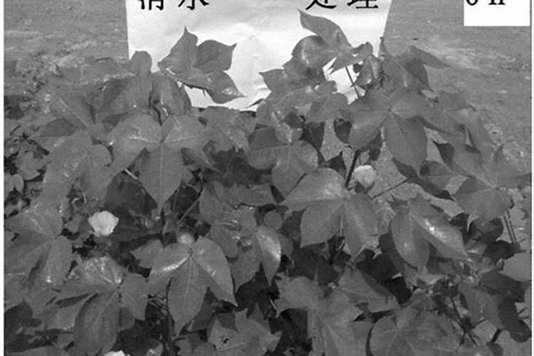 棉花后期喷什么叶面肥,棉花后期发黄怎么办