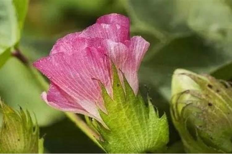 棉花戴帽出土喷什么叶面肥好？