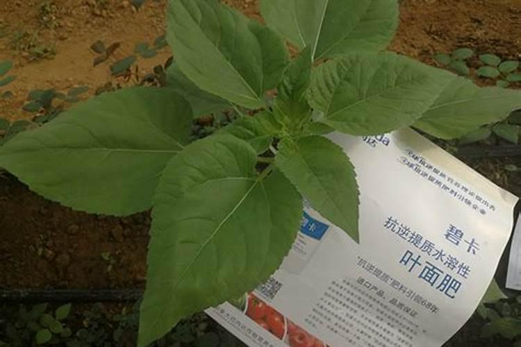 黄豆的功效与作用吃法