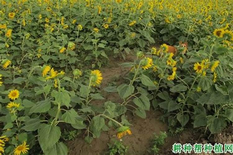 喷完多菌灵后多久可以浇水