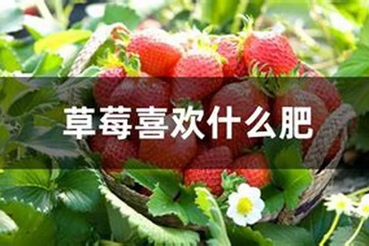 春季草莓水肥管理的方法？